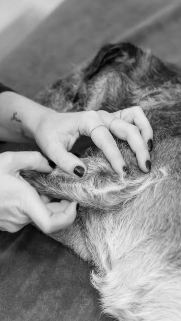 Séance d'ostéopathie pour chien à Bruxelles : les mains de Joséphine sur le dos d'un chien