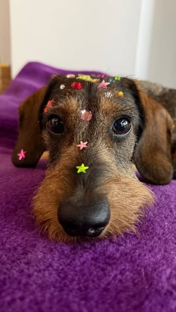 Teckel à poil dur couché, des confettis sur la tête